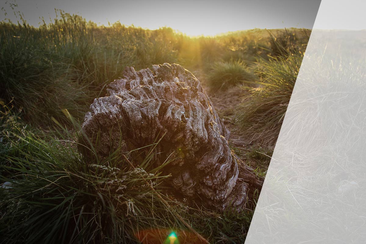 Luxor Solar - Umwelt und Klimaschutz