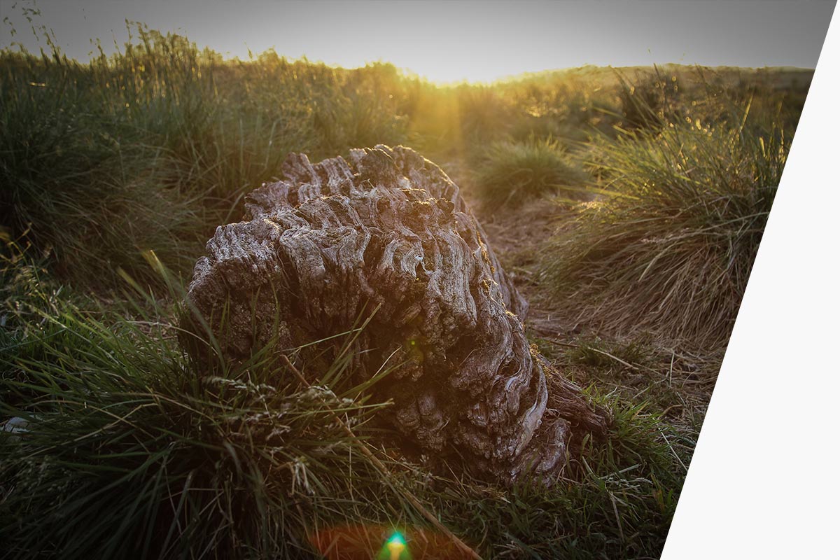 Luxor Solar - Umwelt und Klimaschutz